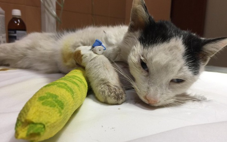 Zbiórka Kot, który pokonał śmierć - zdjęcie główne