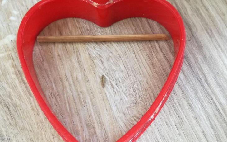 Zbiórka na przedniego zęba - zdjęcie główne