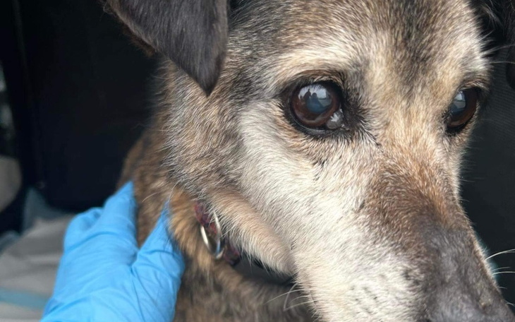 Zbiórka Dług za życie psa - zdjęcie główne