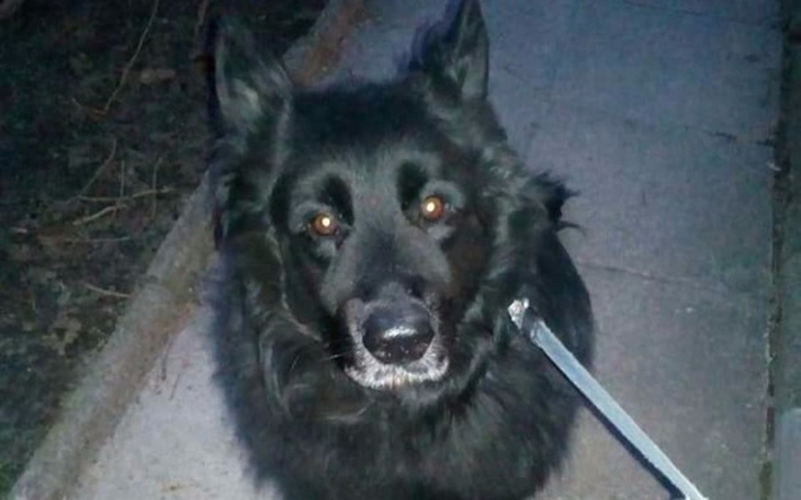 Zbiórka Leczenie ukochanego psa,Pedra - zdjęcie główne