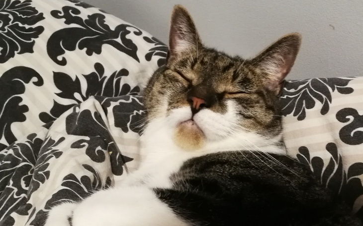 Zbiórka Kocur ze złamaną łapką-operacja - zdjęcie główne