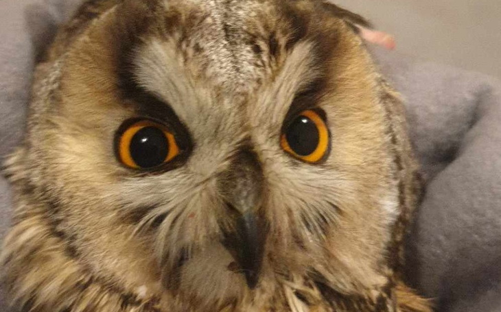 Zbiórka Sowa amputacja skrzydła - zdjęcie główne