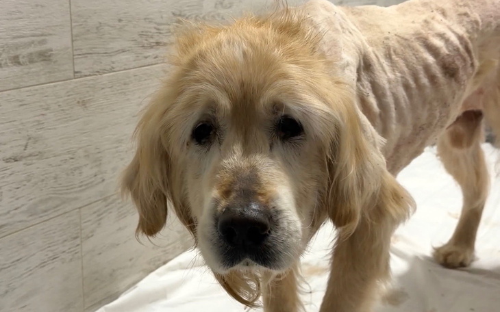 Pies golden retriever z bliska