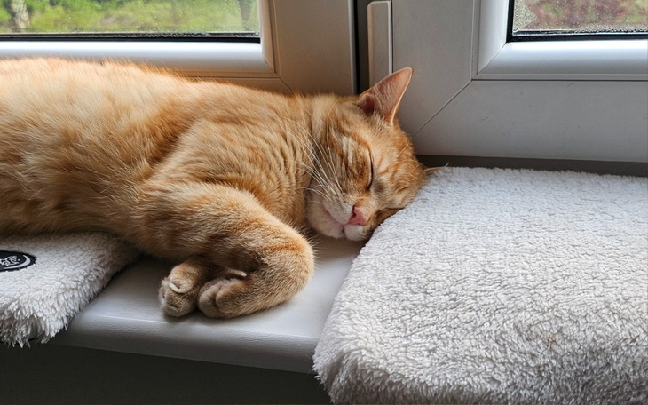 Zbiórka Nasz mały rudy FIPek Garfild - zdjęcie główne