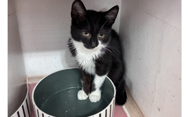 Czarny kotek stojący w misce, wygląda na nieco zmartwionego.