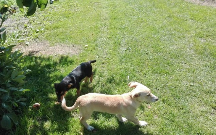 Zbiórka Dla szczeniąt z lasu PODLASIE - zdjęcie główne