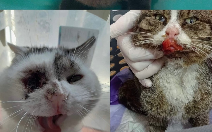 Zbiórka Piąteczka dla koteczka - zdjęcie główne