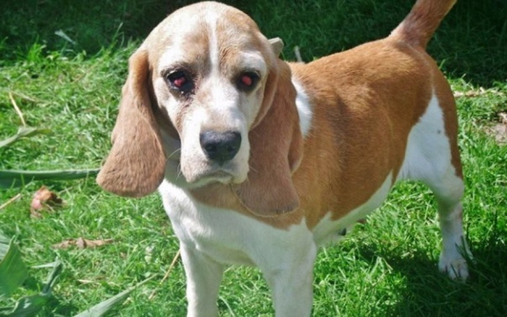 Beagle z długimi uszami na zielonej trawie.