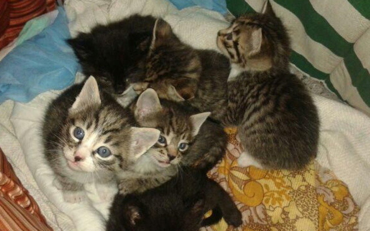 Zbiórka Zapotrzebowanie dla kotków - zdjęcie główne