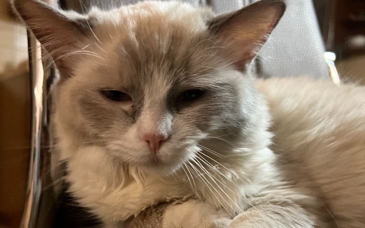 Zbiórka Zrzutka na chorą kotkę Biankę - zdjęcie główne