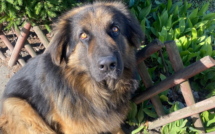 Zbiórka Leczenie dysplazji stawów Rika - zdjęcie główne