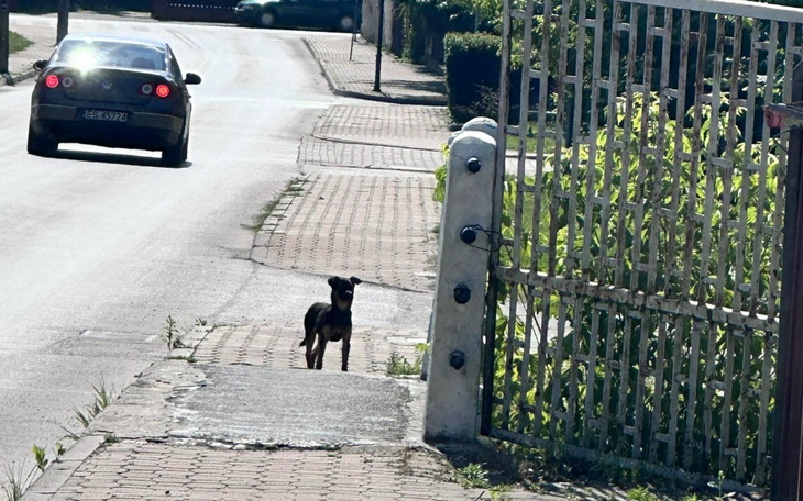 Zbiórka Transport szczeniaka z Dęblina - zdjęcie główne