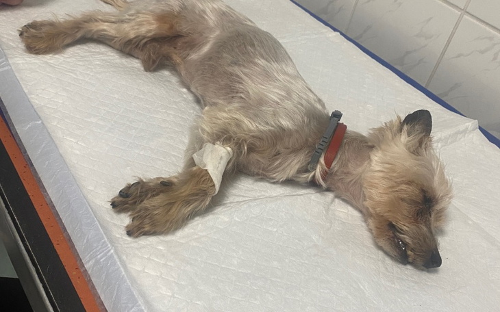 Chory pies leżący na stole w klinice weterynaryjnej.