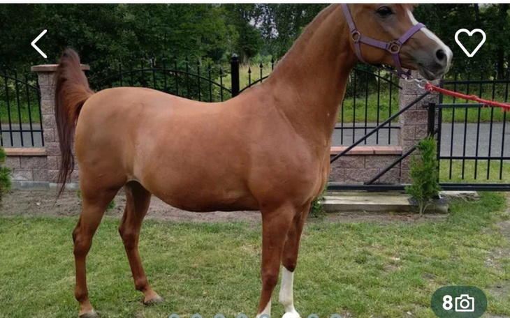 Zbiórka Zbiórka na wymarzonego konia - zdjęcie główne