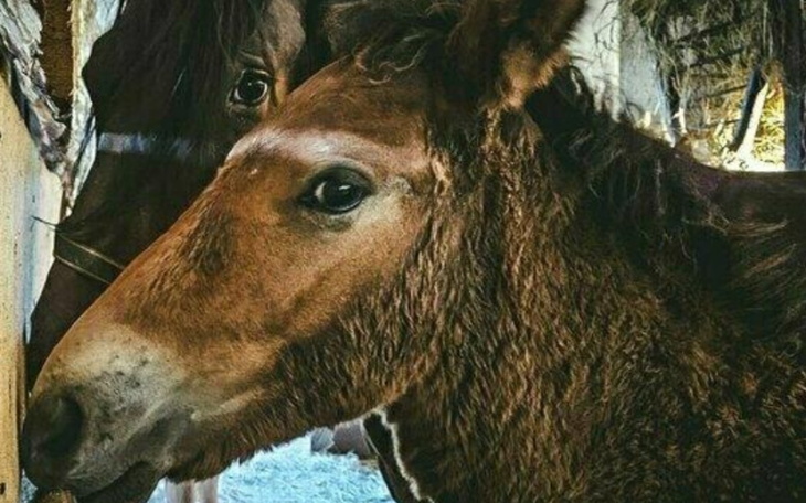 Zbiórka Ratujmy Daszkę i jej maleństwo - zdjęcie główne