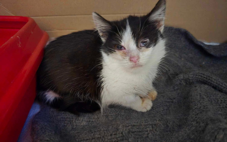 Kotek w kartonowym pudełku, wygląda na zmartwionego.