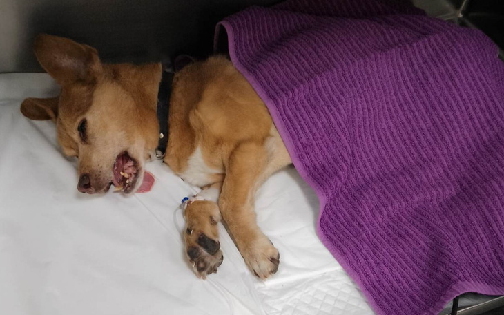 Zbiórka Trudny zabieg ekstrakcji zębów - zdjęcie główne