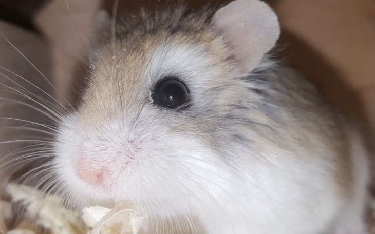 Zbiórka Na Jedzonko Dla Chomiczka - zdjęcie główne