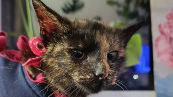 Zbiórka Prima aprillisowy (nie) żart.. - miniaturka zdjęcia