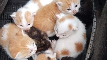 Zbiórka Zbiórka na kastracje kwiecień 26 - miniaturka zdjęcia