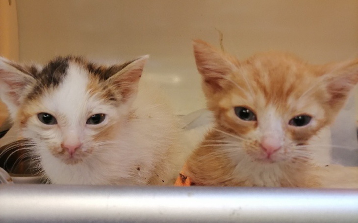 Dwa małe kociaki patrzą na świat z ciekawością.