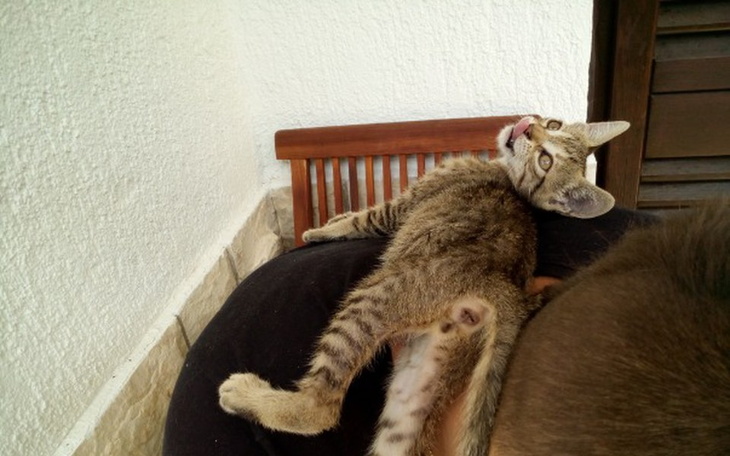 Zbiórka Uratujmy kotka z Chorwacji - zdjęcie główne