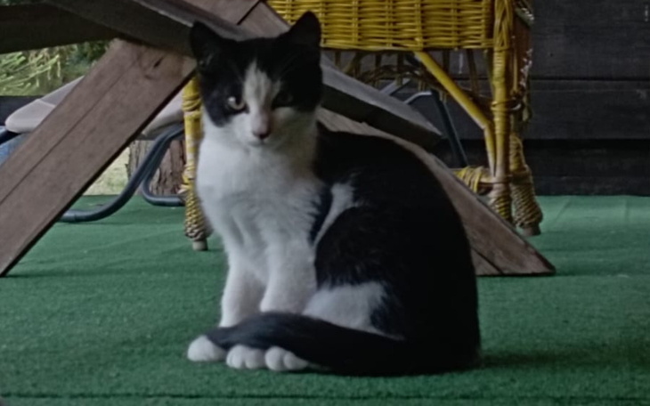 Czarnobiały kot siedzący na zielonym dywaniku.