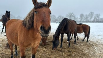 Zbiórka Świąteczne życzenie dla koni... - miniaturka zdjęcia