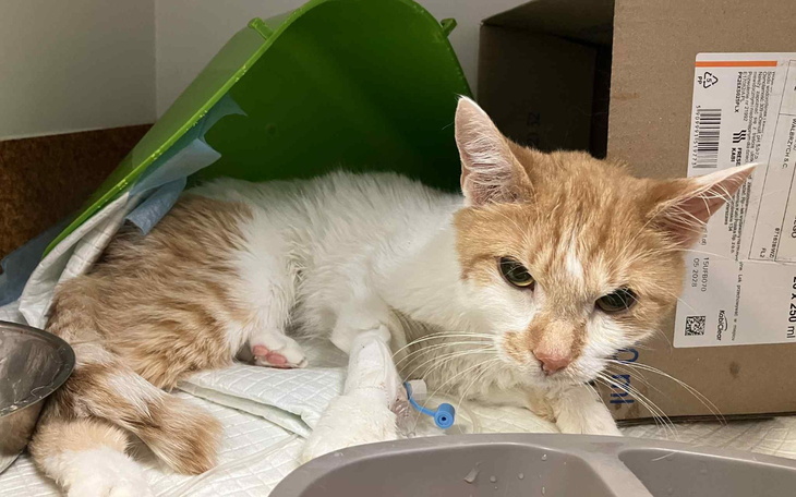 Rudy kot leżący pod pojemnikiem, z wyrazem zmęczenia na twarzy.