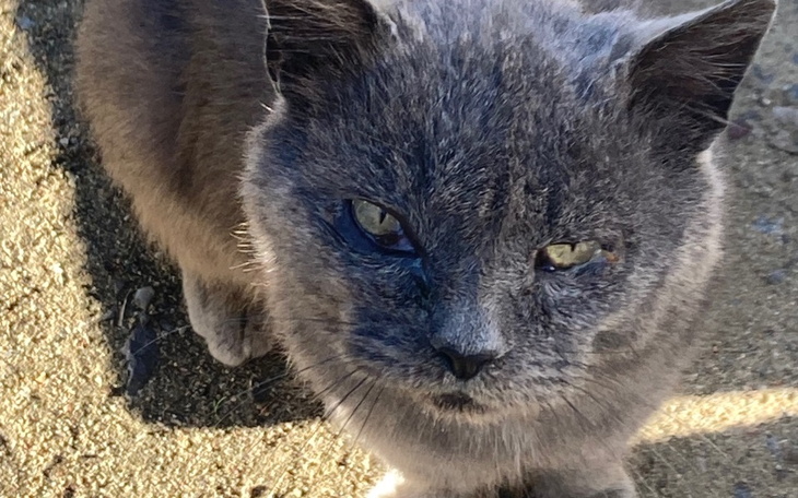 Zbiórka Na przygarniętego staruszka - zdjęcie główne