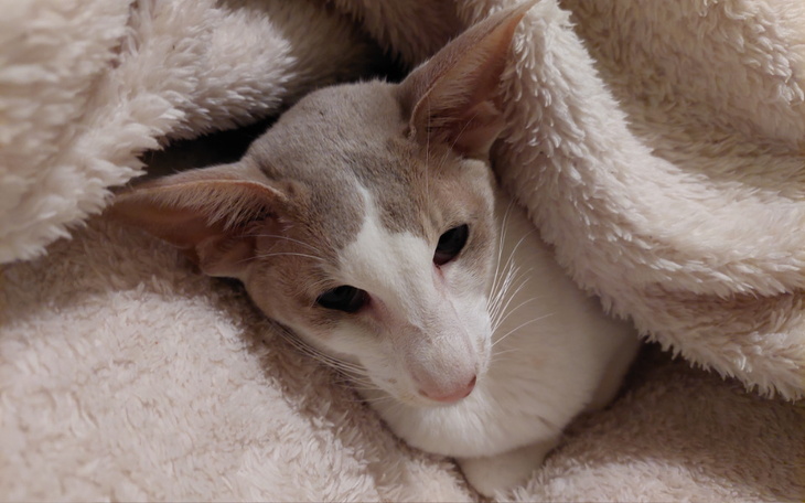 Zbiórka Pomóż Charliemu w walce o życie - zdjęcie główne