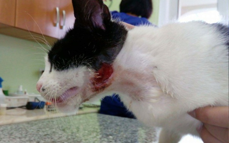 Zbiórka Leczenie Kaji - koteczki z raną - zdjęcie główne