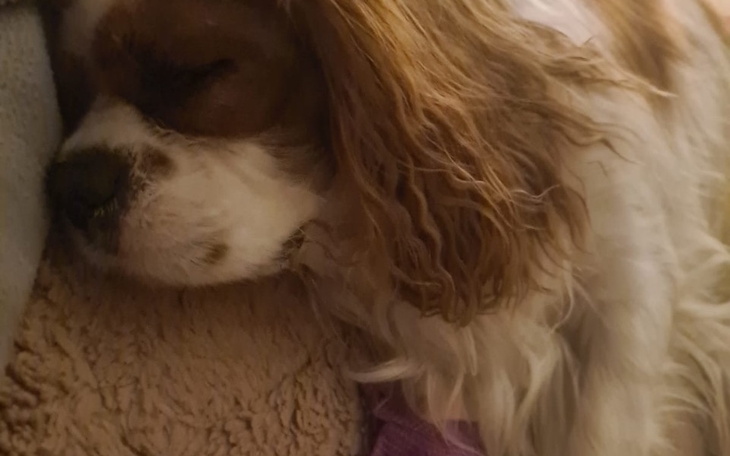 Zbiórka Babeszioza - Ratujmy Agenta - zdjęcie główne