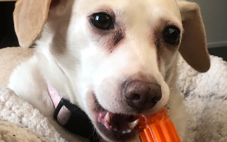 Zbiórka Leczenie Roxi - zdjęcie główne