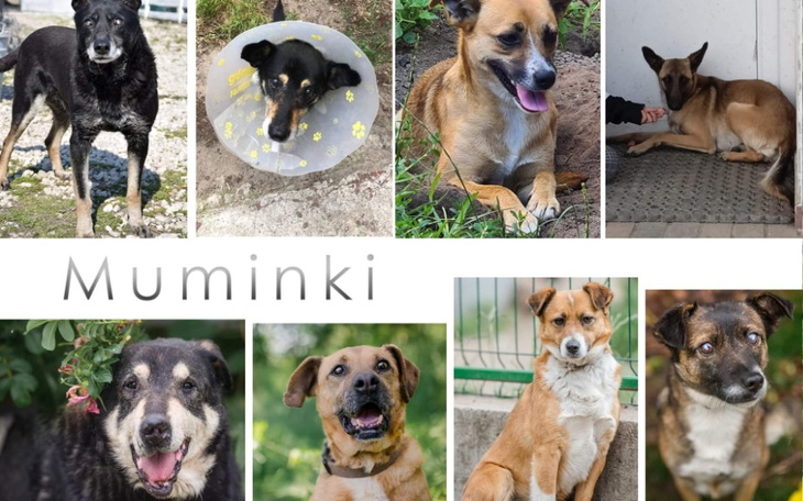 Zbiórka Błagamy pomóż nam przetrwać - zdjęcie główne