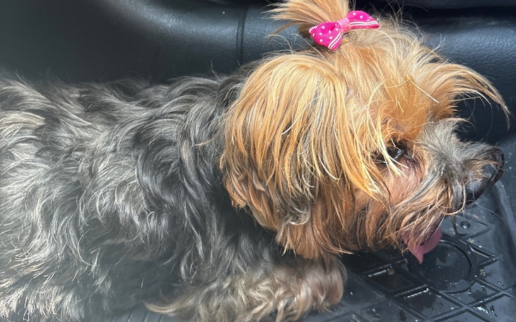 Mały piesek z różową kokardką na głowie.