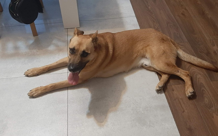 Zbiórka Leczenie Rysia - zdjęcie główne