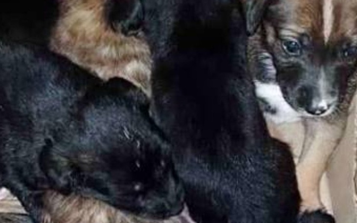 Zbiórka Na uratowanie szczeniąt - zdjęcie główne