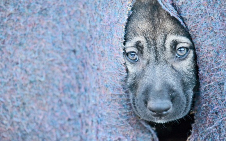 Zbiórka Nie pozwólmy marznąć im zimą! - zdjęcie główne