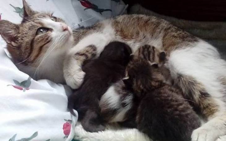 Zbiórka Ogranicz cierpienie... - zdjęcie główne