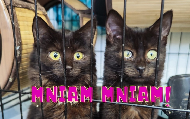 Dwa czarne koty w klatce, z napisem 'MNIAM MNIAM'.
