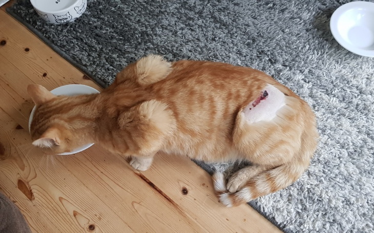 Zbiórka Operacja Kotka Pipi - zdjęcie główne