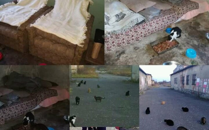 Zbiórka Kończymy budowę kociarni - zdjęcie główne