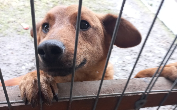 Zbiórka Karma/Schronisko Yuna pomaga. - zdjęcie główne