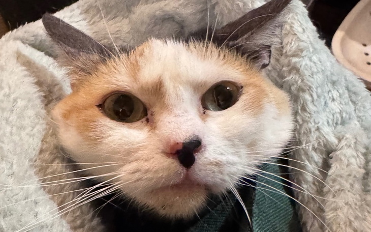 Kot z nietypowym wyglądem, patrzący w obiektyw.