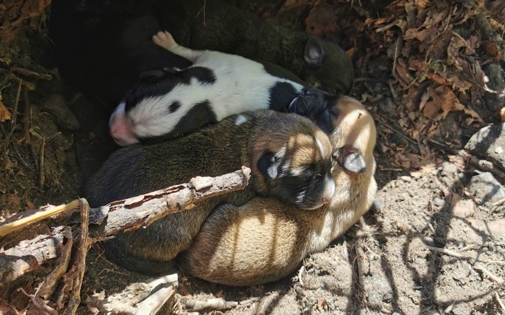 Zbiórka Pilny transport dla psiej rodzin - zdjęcie główne