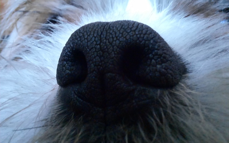 Zbiórka Dogs centre - zdjęcie główne