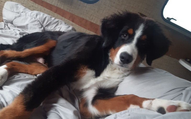 Zbiórka Ratowanie łapy mojego Bernusia - zdjęcie główne