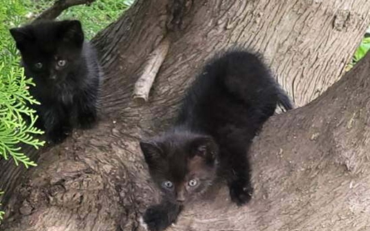 Zbiórka Transport kotków do stolicy - zdjęcie główne