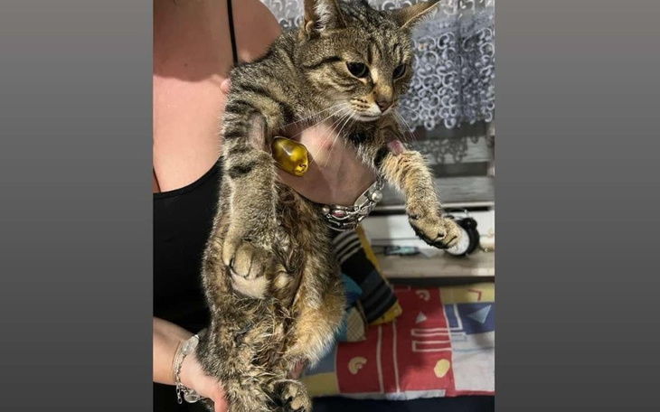 Kot trzymany przez osobę, z wyraźnym zbliżeniem na jego twarz.